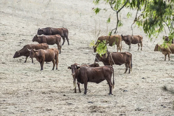 Vacas en granja lechera — Foto de Stock