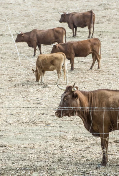 Корови на молочній фермі — стокове фото