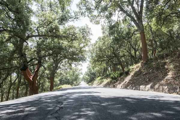 Bosque de alcornoque — Foto de Stock