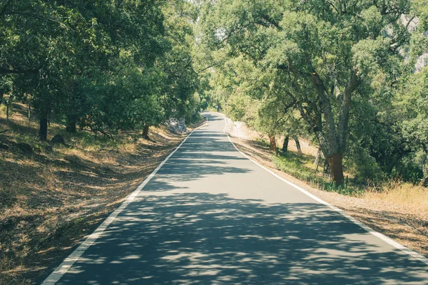 Floresta de cortiça — Fotografia de Stock