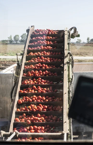 Θεριζοαλωνιστική μηχανή συλλέγει τις ντομάτες — Φωτογραφία Αρχείου