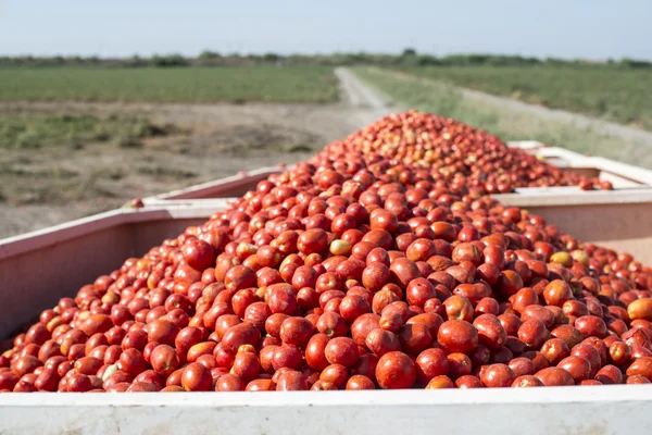 Récolteuse recueille des tomates — Photo