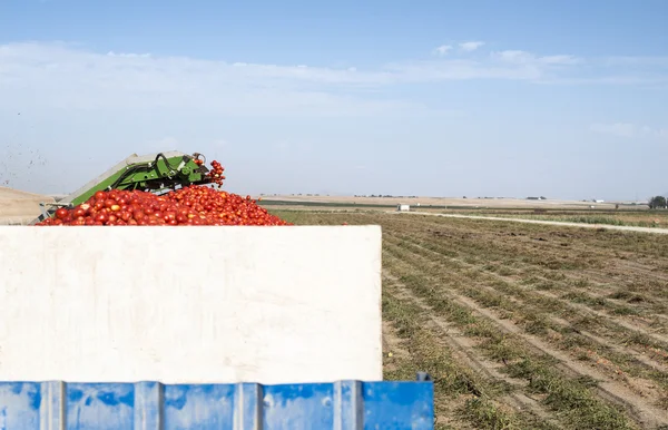 Cosechadora recoge tomates — Foto de Stock