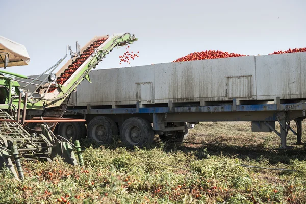 Cosechadora recoge tomates — Foto de Stock