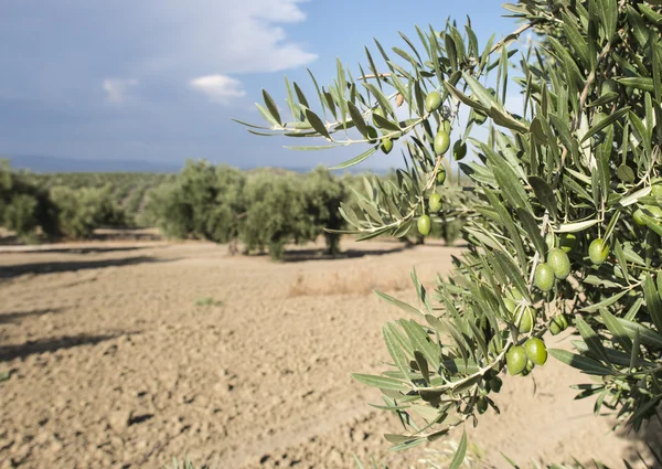 Rama de olivo con aceitunas verdes —  Fotos de Stock