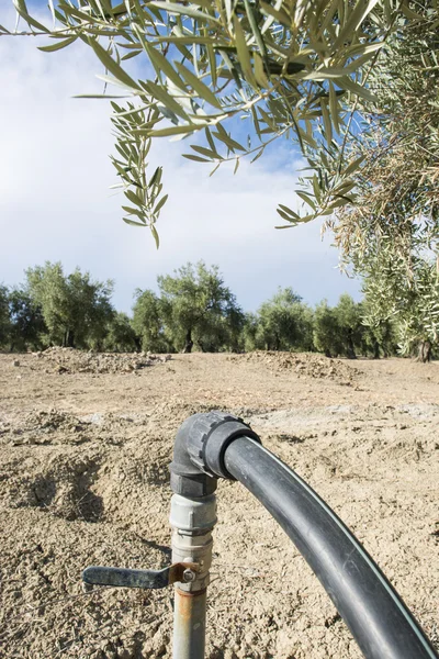 Olive Trees Irrigation System — Stock Photo, Image