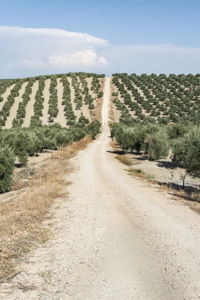 Оливковая ветвь с зелеными оливками — стоковое фото