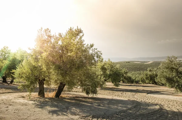 Olive branch met groene olijven — Stockfoto
