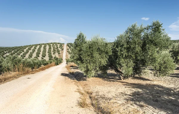 Κλαδί ελιάς με πράσινες ελιές — Φωτογραφία Αρχείου