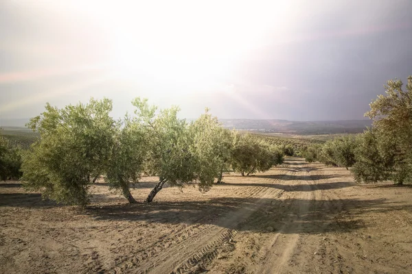 Olivová ratolest se zelenými olivami — Stock fotografie