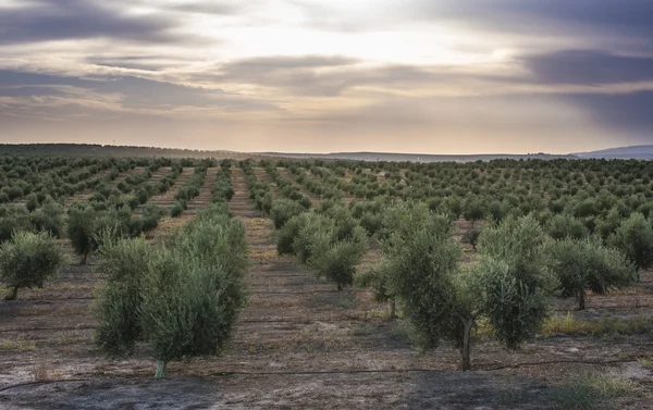 Olive branch with green olives — Stock Photo, Image