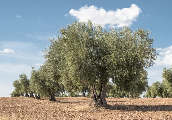 Rama de olivo con aceitunas verdes — Foto de Stock