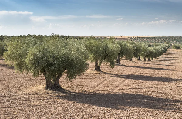 Olive branch met groene olijven — Stockfoto