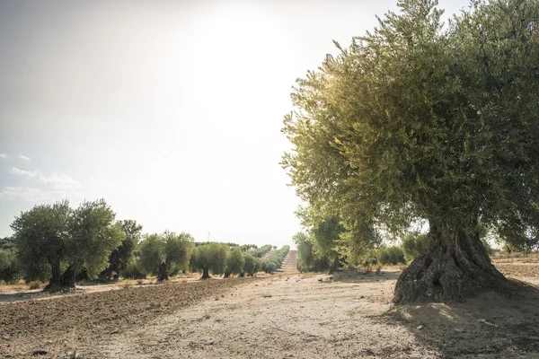 Olive branch met groene olijven — Stockfoto