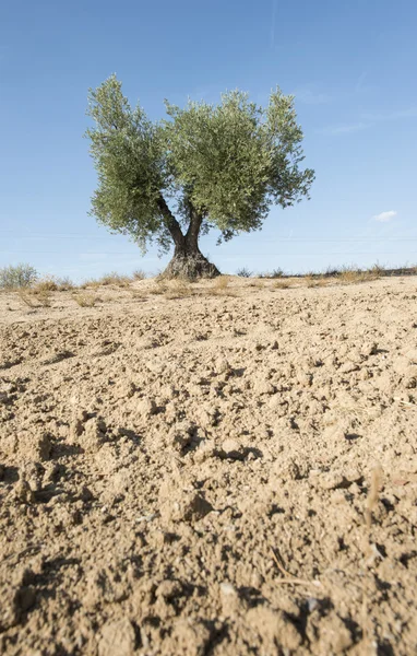 Un olivo — Foto de Stock