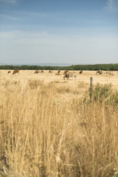 Vacas pastam erva amarelada — Fotografia de Stock
