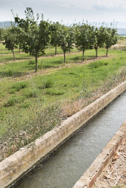 Canal de irrigação e árvores frutíferas — Fotografia de Stock