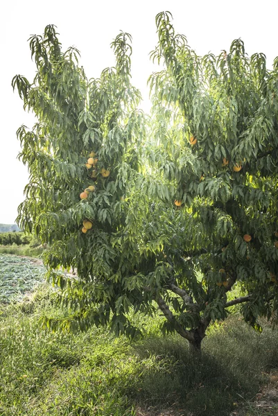 과일 복숭아 나무. — 스톡 사진