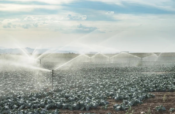 Watering cabbages with sprinklers — Stock Photo, Image