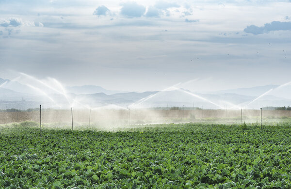 Watering cabbages with sprinklers