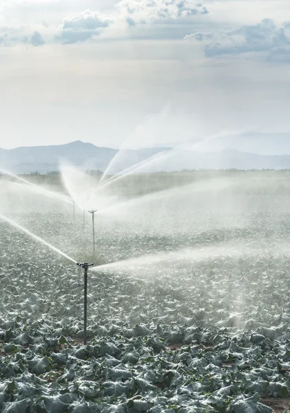Watering cabbages with sprinklers — Stock Image Watering cabbages with sprinklers Royalty Free Stock Photos