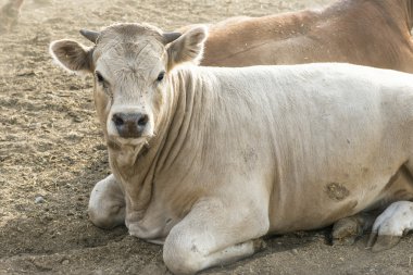 Cows on dairy farm  clipart