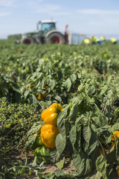 Tractor with trailer picking peppers — Stock Photo, Image