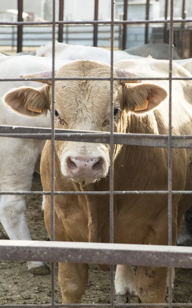 Krávy na farmě dojnic — Stock fotografie