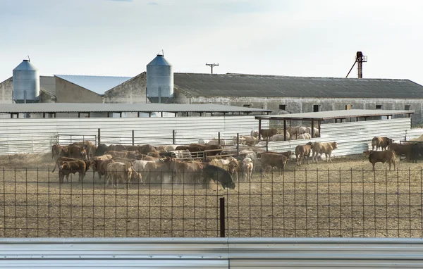 Kor på mjölkgård — Stockfoto