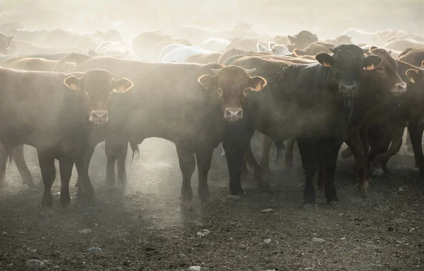 Vacas na exploração leiteira — Fotografia de Stock