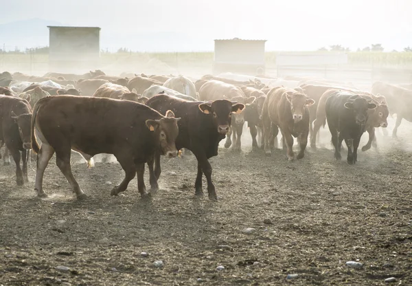 Kor på mjölkgård — Stockfoto