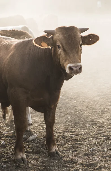 Krávy na farmě dojnic — Stock fotografie