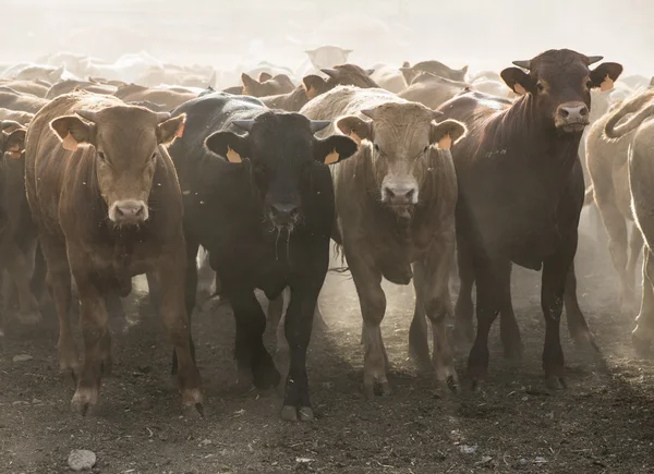 Vaches à la ferme laitière — Photo