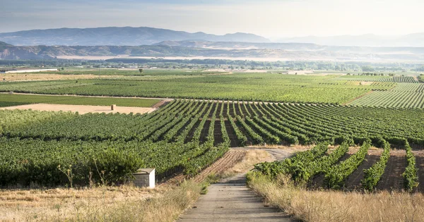 Vineyards in a rows and winery — Stock Photo, Image