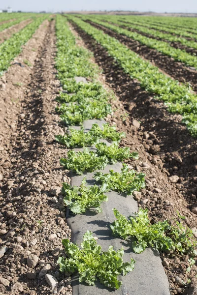 Campo de lechuga en filas — Foto de Stock