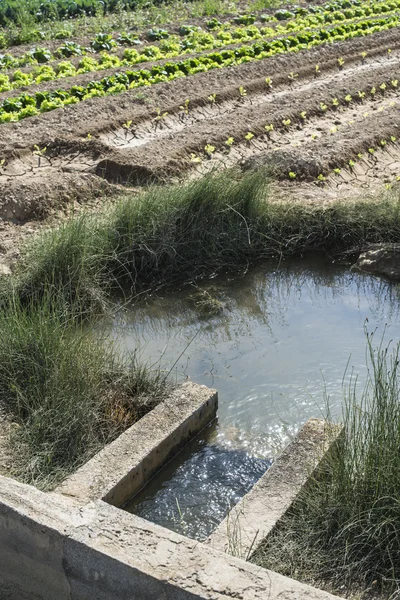 Water canal Irrigation of plants — Stock Photo, Image