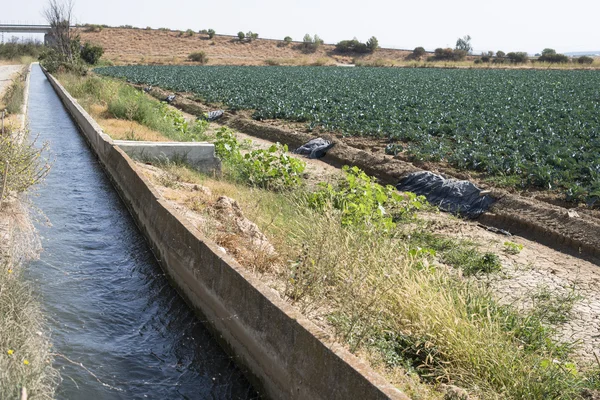 Bewässerung von Pflanzen durch Wasserkanäle — Stockfoto