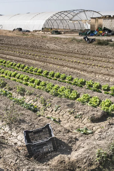 Lettuce field in rows — Stock Photo, Image