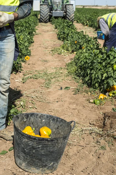 Picking peppers on agriculture field — Stock Photo, Image