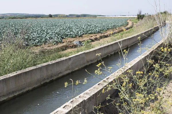 Vattenkanalen bevattning av växter — Stockfoto