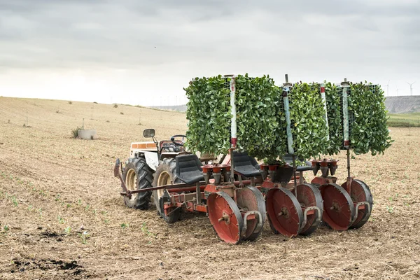 Plantación de plántulas máquina — Foto de Stock