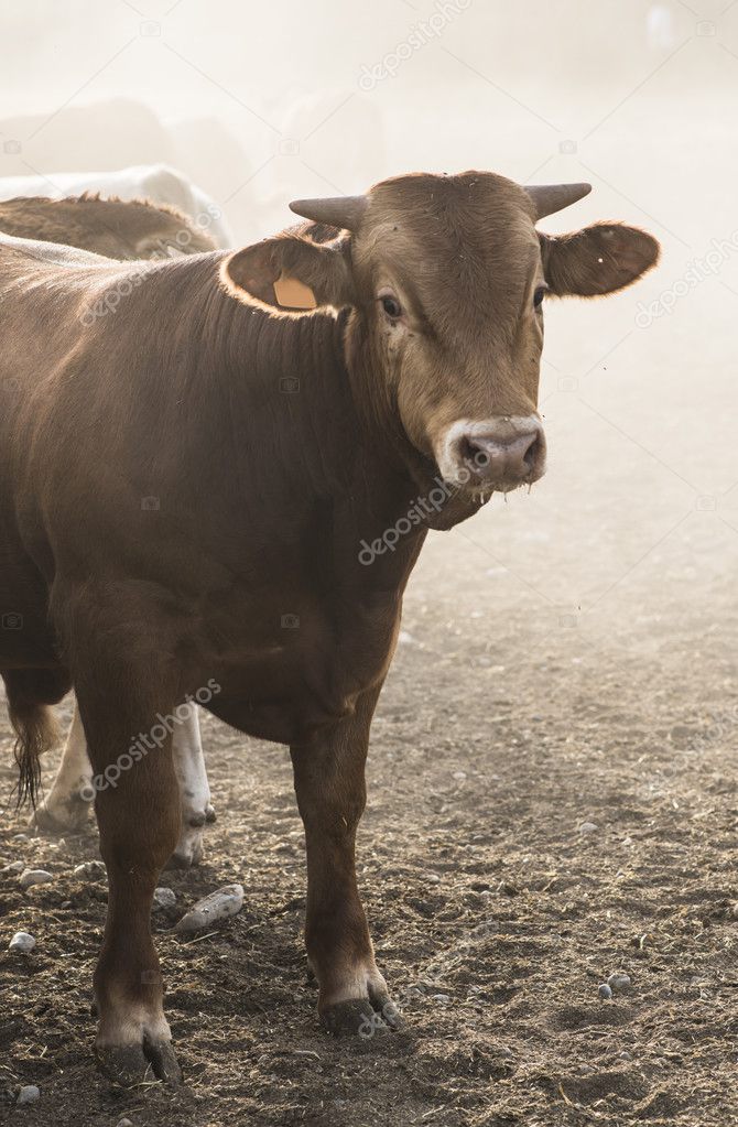 Cows on dairy farm 