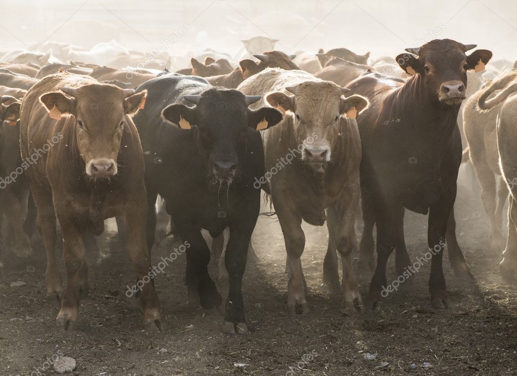 Cows on dairy farm 