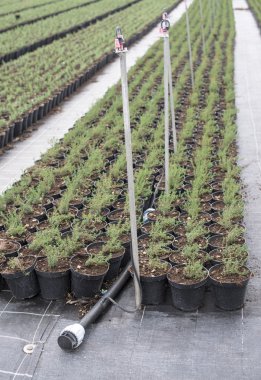 baharat çiftliğinde tencere