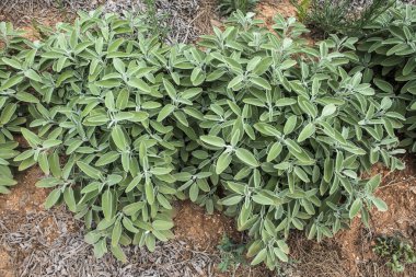 Adaçayı baharat Bahçe