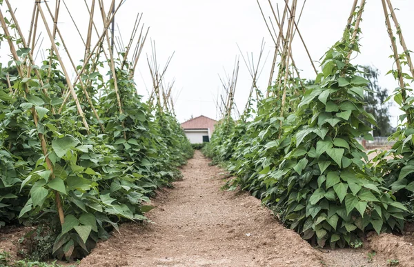 Plantas com feijão verde — Fotografia de Stock