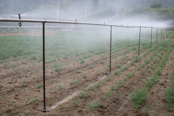 Veld geplant met dille — Stockfoto