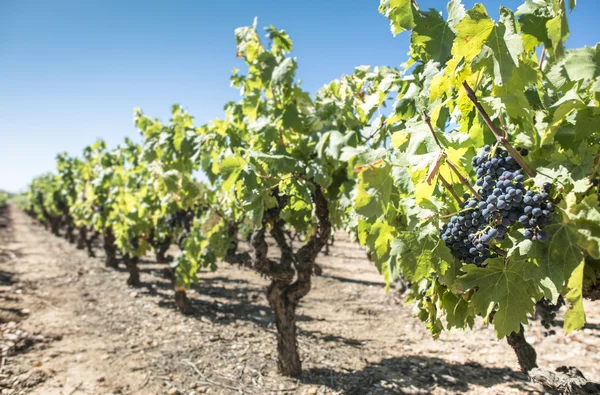 Wijnstokken druiven op zonlicht. — Stockfoto