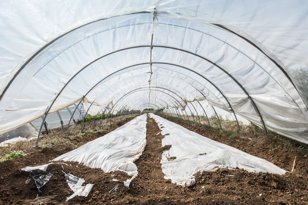 Empty greenhouse. New seeds. — Stock Photo, Image