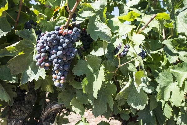 Vines grapes on sunlight. — Stock Photo, Image